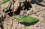 Bristled knotweed